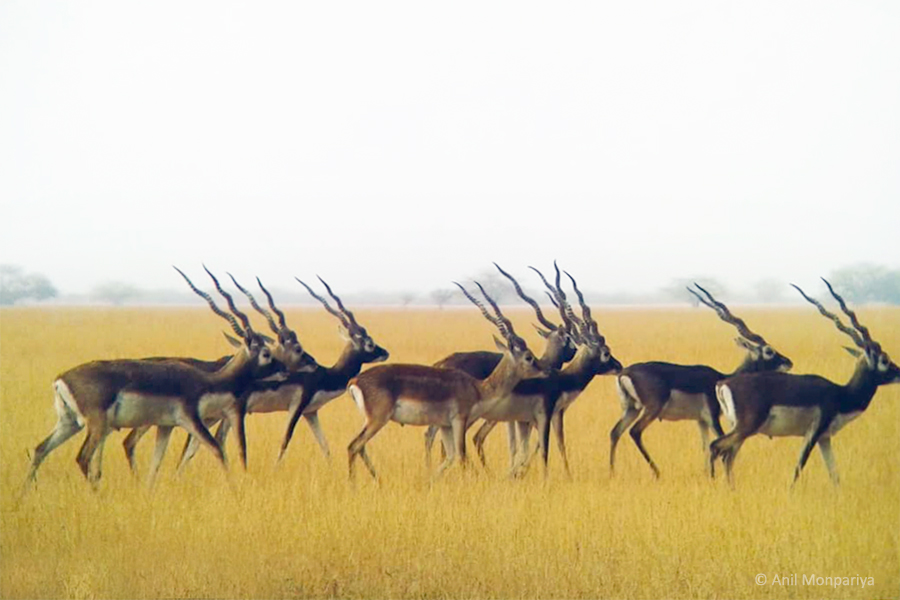 Blackbucks at Velavadar National Park