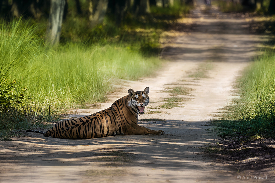 Tigress at Dudhwa National Park