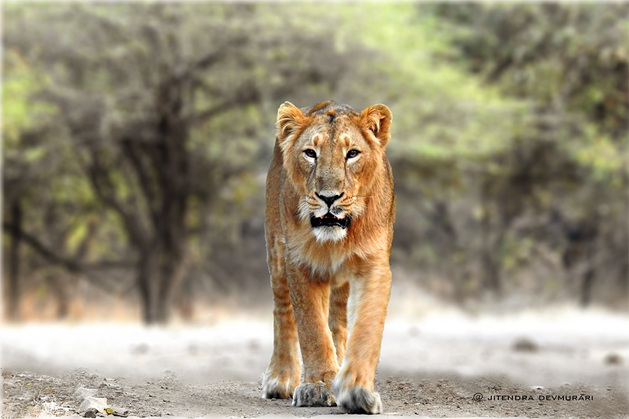 Read more about the article Gir National Park