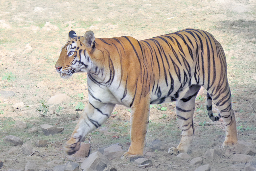 Read more about the article Tadoba Andhari Tiger Reserve
