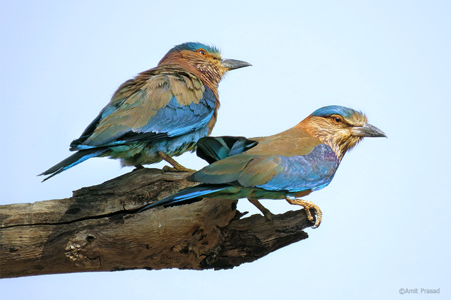 Sultanpur Bird Sanctuary, Haryana - Wildusk