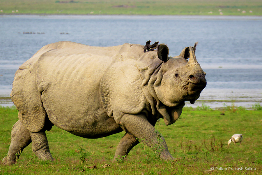 Read more about the article Kaziranga Tiger Reserve