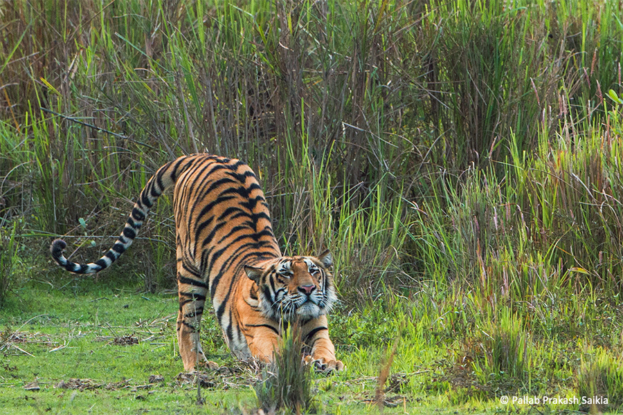 Read more about the article Kaziranga Tiger Reserve