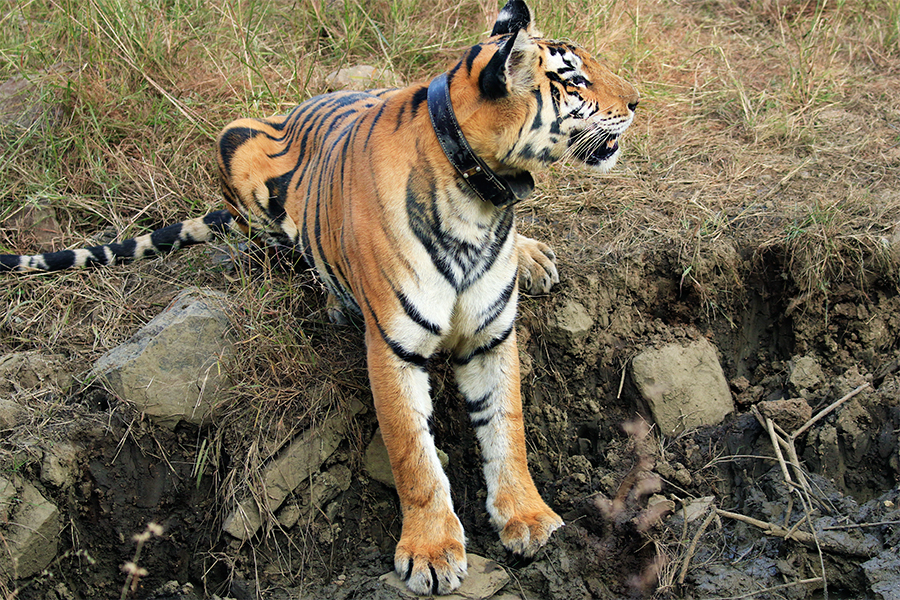 Read more about the article Panna Tiger Reserve