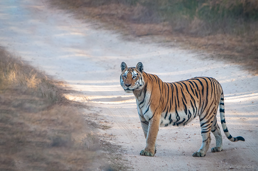 Read more about the article Pench Tiger Reserve