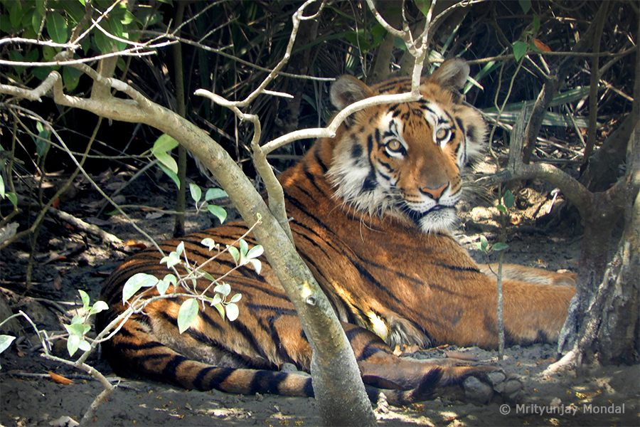 Read more about the article Sundarbans Tiger Reserve