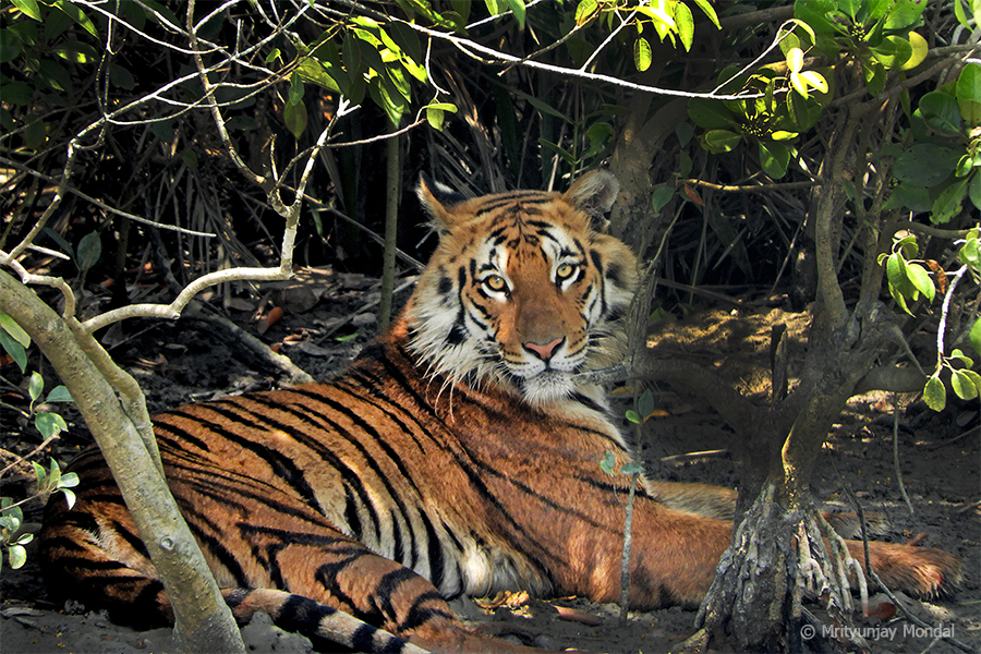 Read more about the article Sundarbans Tiger Reserve