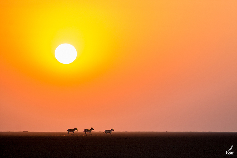 Read more about the article Little Rann of Kutch