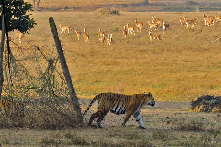 Read more about the article How Tigers Have Influenced Our Wellness Understanding