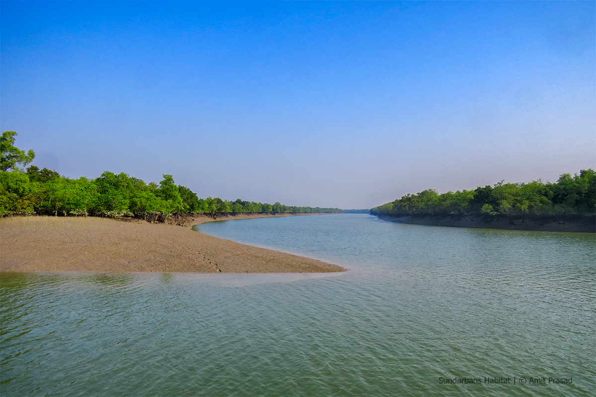Read more about the article Visit Sundarbans This Year