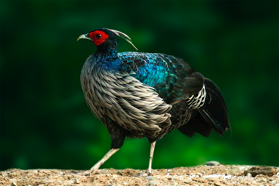 Read more about the article Bird of Jammu & Kashmir – Kalij Pheasant